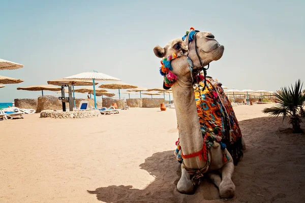 Velbloud pro turistické cesty je v písku na pláži v Egyptě — Stock fotografie