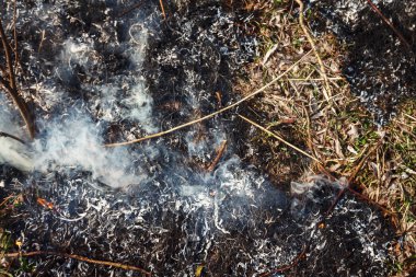Güçlü göl kenarında ormanın içinde ateş. Çok duman bac üzerinde