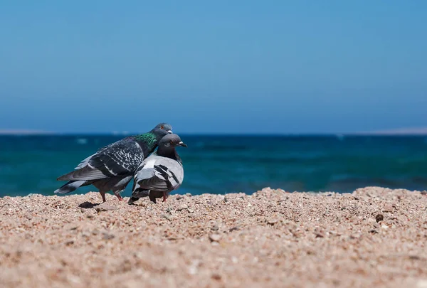 Kumlu kıyı morskoym üzerinde iki güvercin aşk birbirlerine göster. Co — Stok fotoğraf