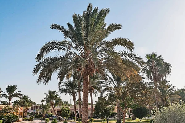 Sokak ile tropikal bir resort Mısır'daki palmiye ağaçlarının