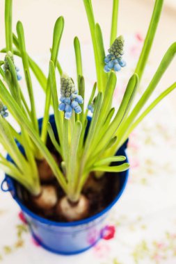 yukarıdan bir mavi pot görünümünde büyüyen muscari