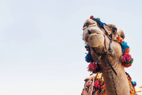 Tête de chameau aux yeux ouverts, gros plan, portrait, Égypte — Photo