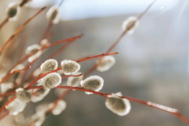 Söğüt kürk ağaçları gün ışığında bulanık, yakın plan, eski tarz.