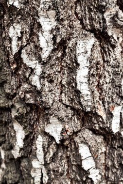 Gövde eski huş ağacı, kabuk yakın çekim