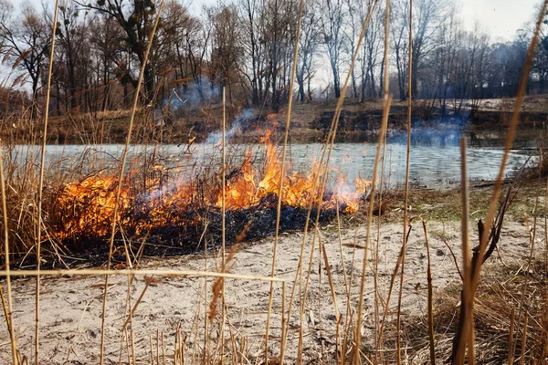 Сильний вогонь у лісі на озері. Багато диму на спині — стокове фото