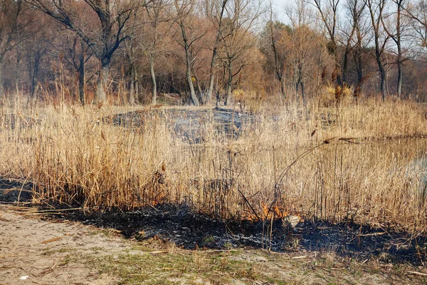 強い火の湖の森。多くのバックの煙 — ストック写真