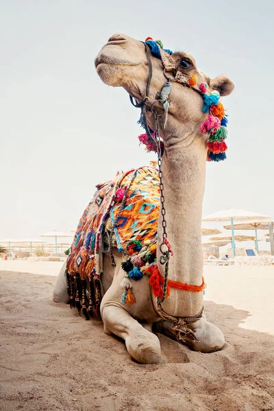 Chameau pour les voyages touristiques est dans le sable sur la plage en Egypte — Photo