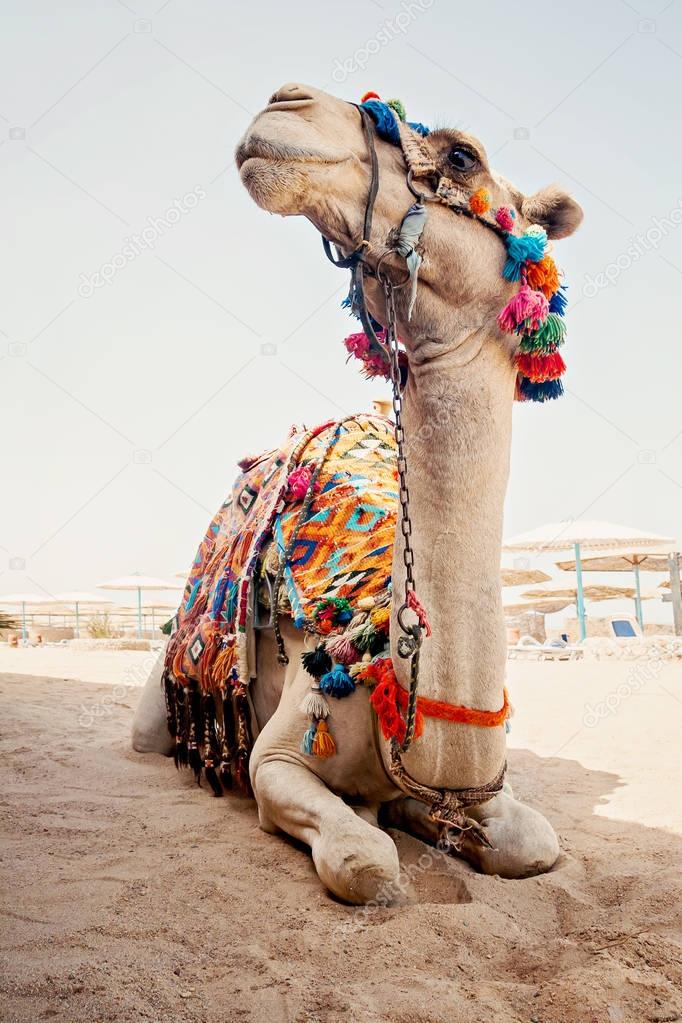 camel for tourist trips is in the sand on the beach in Egypt