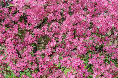 Pembe güzel ağaç çiçek cennet elma ağacı bir arka plan üzerinde 