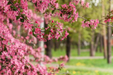 Pembe güzel ağaç çiçek cennet elma ağacı bir arka plan üzerinde 
