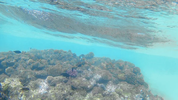 Abudefduf vaigiensis та Спарові плавати навколо яскраві кольорові c — стокове фото