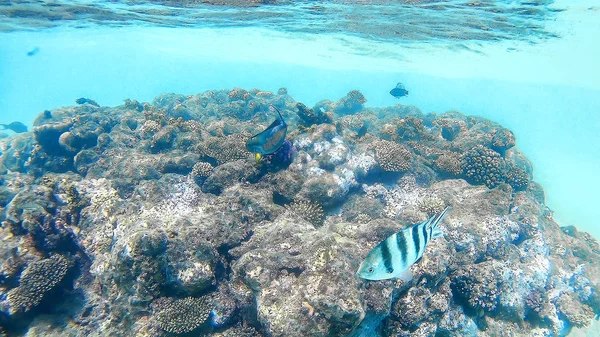 물고기-외과 Akantnuridae, Seabreams 및 밝은 c 주위 수영 — 스톡 사진
