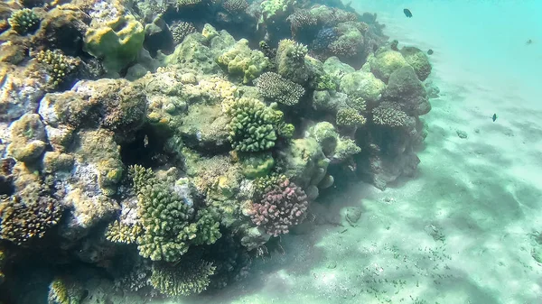 Leuchtend farbiges Korallenriff im Roten Meer in Hurghada, Ägypten, Sonne — Stockfoto