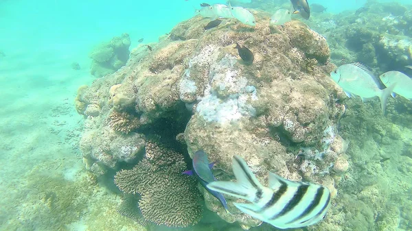 Peces loro, perca, carpa nadan alrededor del colorido coral brillante r — Foto de Stock