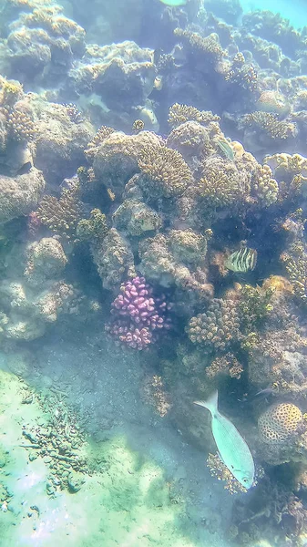 Abudefduf vaigiensis and Sparidae swim around a bright colored c — Stock Photo, Image
