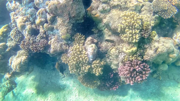 Fényes színes korallzátonyok, a Vörös-tengeren, Hurghada, Egyiptom, nap — Stock Fotó
