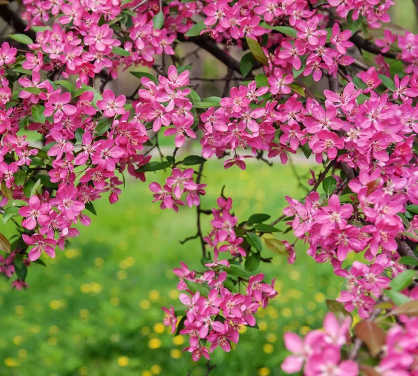 Różowe piękne drzewo kwiaty jabłoni raj na tle — Zdjęcie stockowe