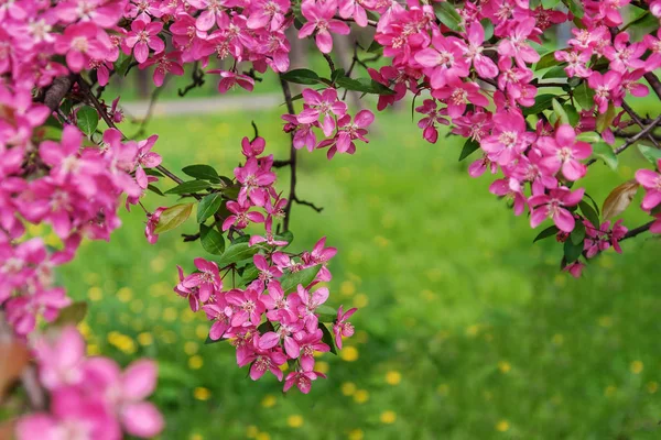 Rosa hermoso árbol flores paraíso manzano en un fondo — Foto de Stock