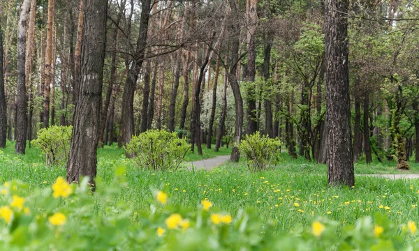 春、木、ブリークで緑の草で都市公園の風景します。 — ストック写真