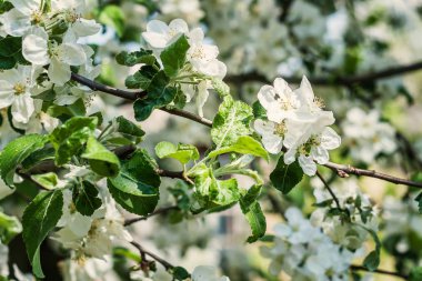 Elma ağacı güneşli bir günde çiçekler beyaz çiçek açması ile