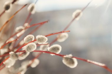 Söğüt kürk ağaçları gün ışığında bulanık, yakın plan, eski tarz.