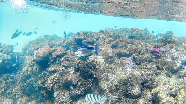 Fish-surgical Akantnuridae, Seabreams and swim around a bright c — Stock Photo, Image