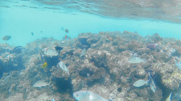 Fische-chirurgische akantnuridae, Meerbrassen und schwimmen um eine helle c — Stockfoto