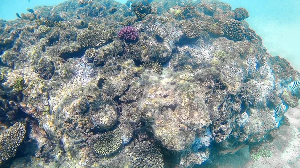 Récif corallien de couleur vive dans la mer Rouge à Hurghada, Egypte, soleil — Photo