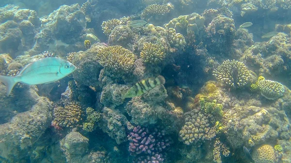 Lethrinidae und Sparidae Fische schwimmen um eine helle Koralle — Stockfoto
