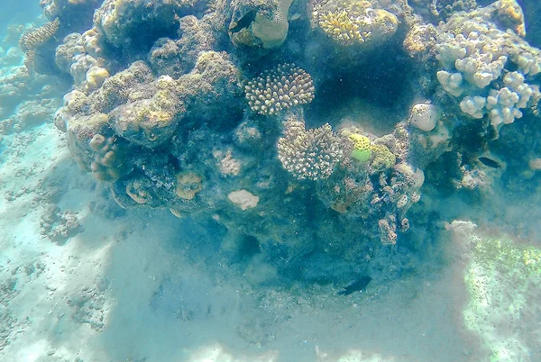 Récif corallien de couleur vive dans la mer Rouge à Hurghada, Egypte, soleil — Photo