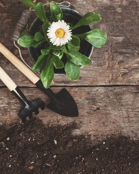 Garden tool, shovel, rake, watering can, bucket, tablets for pla