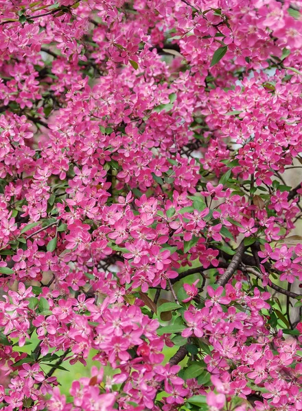 Rosa hermoso árbol flores paraíso manzano en un fondo — Foto de Stock