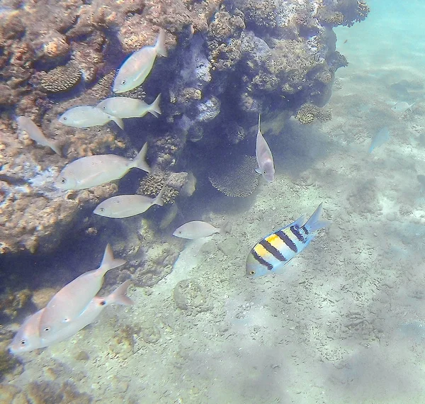 Abudefduf vaigiensis and Sparidae swim around a bright colored c — Stock Photo, Image