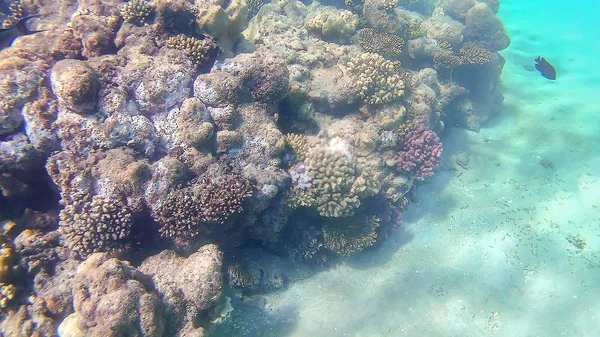 亮色的珊瑚礁在红海中格达，太阳 — 图库照片