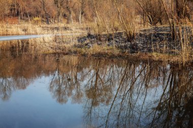 Göl yakınındaki ormanda yanmış toprak