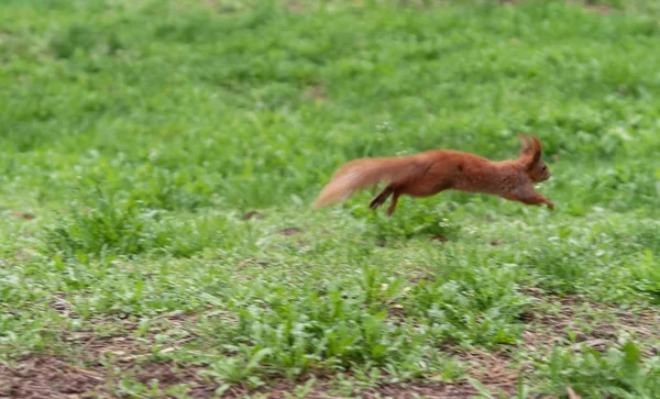 Esquilo peludo ruivo salta na grama verde brilhante — Fotografia de Stock