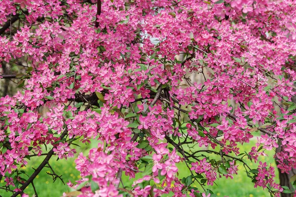 Rosa hermoso árbol flores paraíso manzano en un fondo — Foto de Stock
