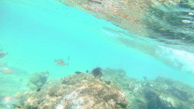 Abudefduf vaigiensis ve Sparidae parlak renkli c yüzmek