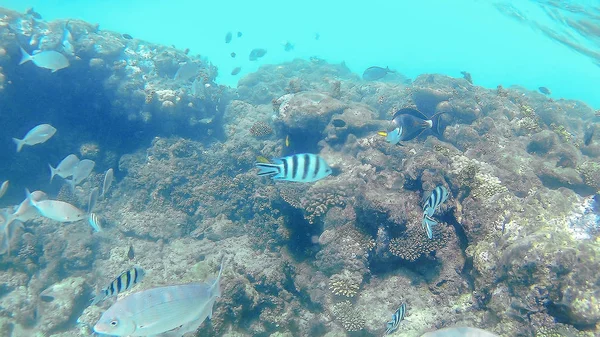 Poissons chirurgicaux Akantnuridae, Seabreams et nager autour d'un c lumineux — Photo