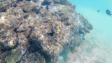 Abudefduf vaigiensis ve Sparidae parlak renkli c yüzmek