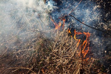 Güçlü göl kenarında ormanın içinde ateş. Çok duman bac üzerinde