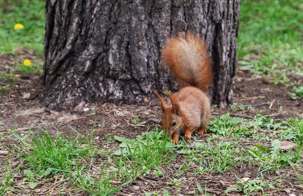 Esquilo peludo ruivo pulando na grama verde brilhante e olhar — Fotografia de Stock