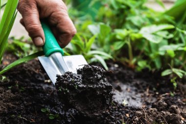 Bir kadın eli bir kürekle toprak ve toprak seven. Yakın çekim, Conce