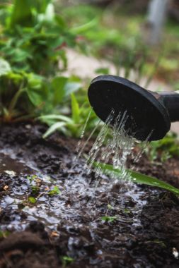 Su sulama olabilir topraktan. Yakın çekim, kavram gardenin