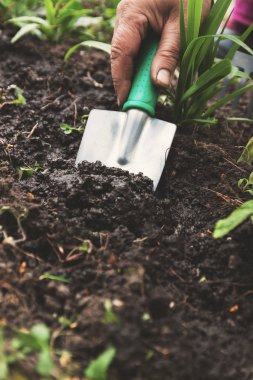Bir kadın eli bir kürekle toprak ve toprak seven. Yakın çekim, Conce