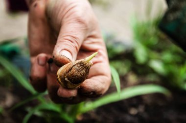 Bir kadın eli bir çiçek ampul tutar. Yakın çekim, gardeni kavramı