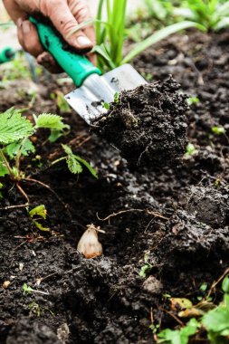 Bir kadın eli bir kürekle toprak ve toprak seven. Yakın çekim, Conce