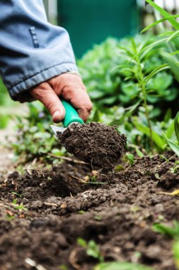 Bir kadın eli bir kürekle toprak ve toprak seven. Yakın çekim, Conce