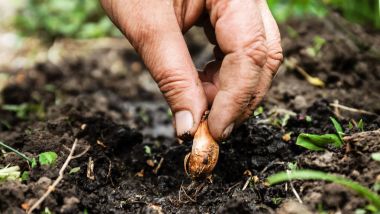 Kadın çiçek soğanı sadi toprak toprak ver. Yakın çekim, kavramı o