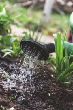 Su sulama olabilir topraktan. Yakın çekim, kavram gardenin